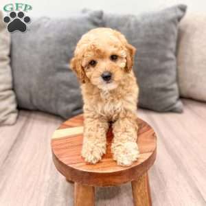 Blaze, Miniature Poodle Puppy