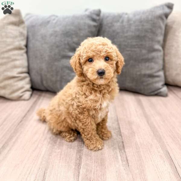 Copper, Miniature Poodle Puppy