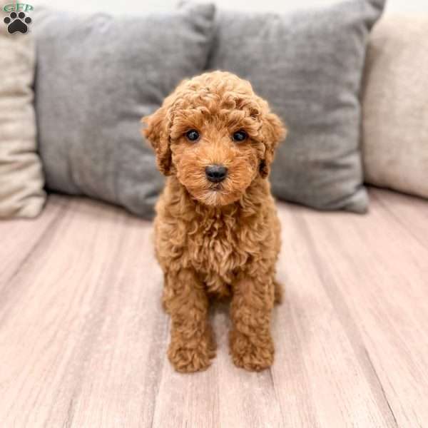 Clifford, Miniature Poodle Puppy
