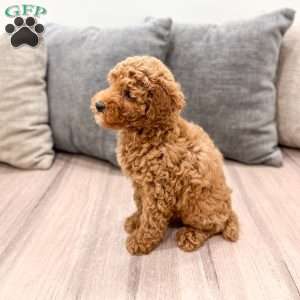 Clifford, Miniature Poodle Puppy