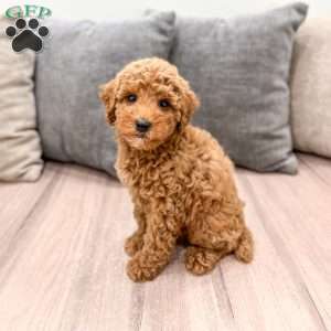 Clifford, Miniature Poodle Puppy
