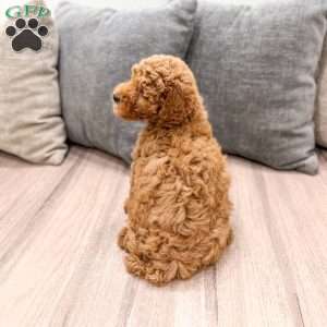 Clifford, Miniature Poodle Puppy