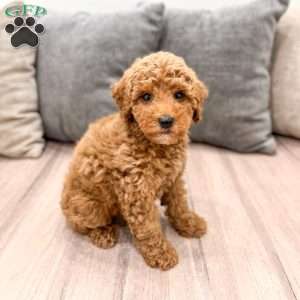 Clifford, Miniature Poodle Puppy