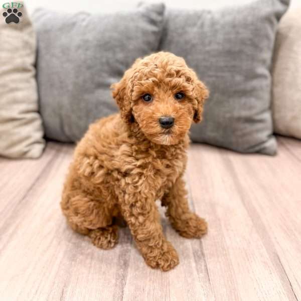 Clifford, Miniature Poodle Puppy