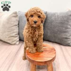Clifford, Miniature Poodle Puppy