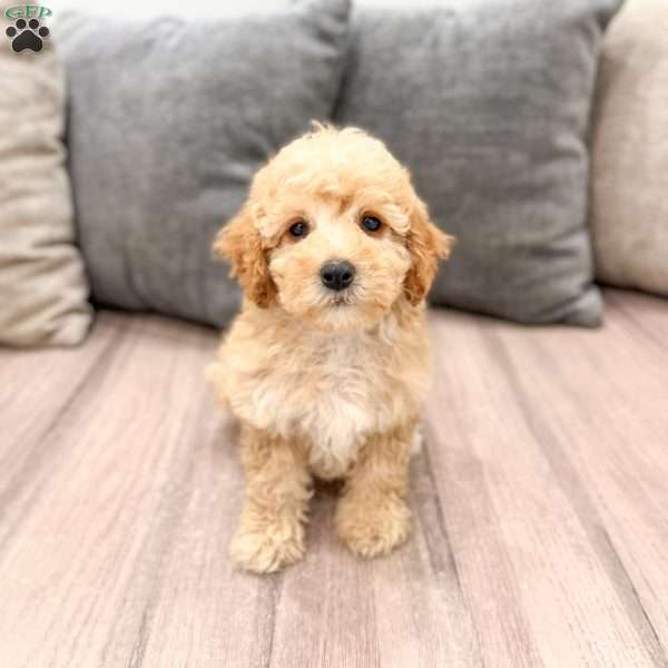 Scarlett, Miniature Poodle Puppy