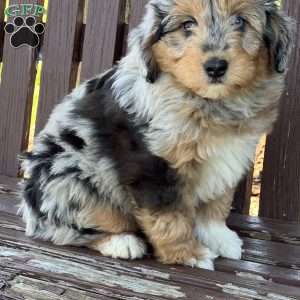Stella, Mini Aussiedoodle Puppy