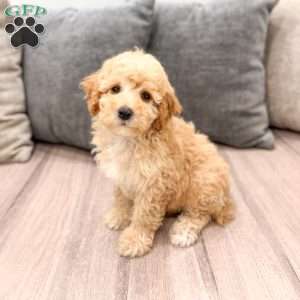 Scarlett, Miniature Poodle Puppy