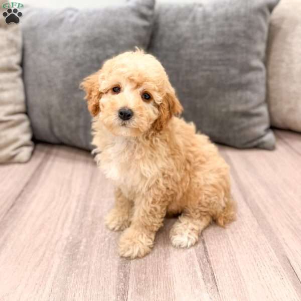 Scarlett, Miniature Poodle Puppy