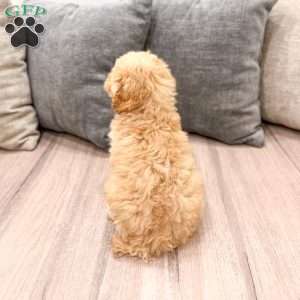 Scarlett, Miniature Poodle Puppy