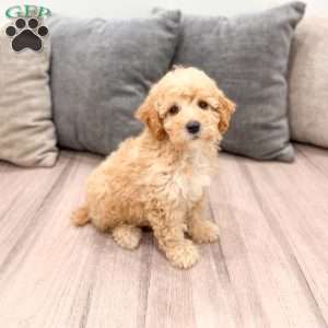 Scarlett, Miniature Poodle Puppy