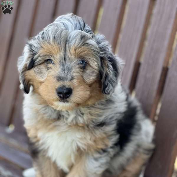 Stella, Mini Aussiedoodle Puppy