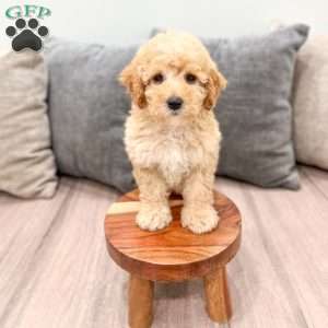 Scarlett, Miniature Poodle Puppy