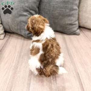 Cash, Shih Tzu Puppy