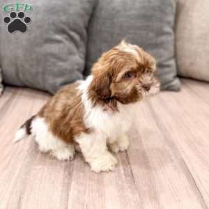 Cash, Shih Tzu Puppy