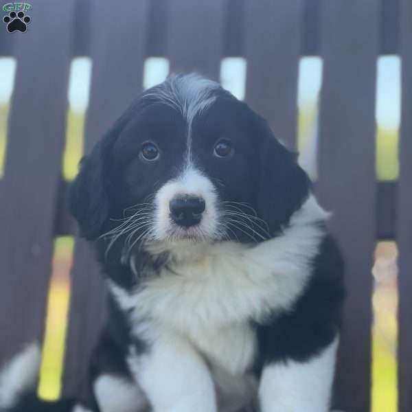 Sarah, Mini Aussiedoodle Puppy
