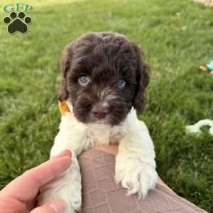 Bentley, Cockapoo Puppy