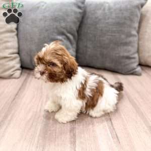 Cash, Shih Tzu Puppy