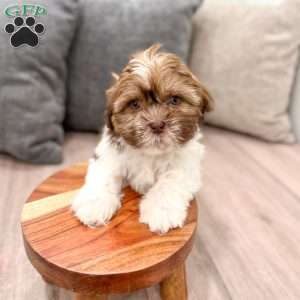 Cash, Shih Tzu Puppy