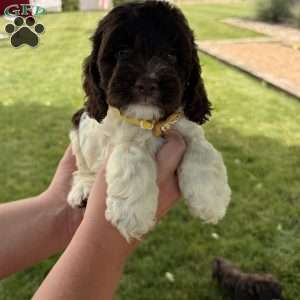 Bentley, Cockapoo Puppy