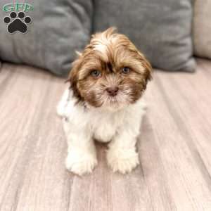 Cash, Shih Tzu Puppy