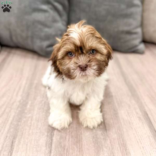 Cash, Shih Tzu Puppy