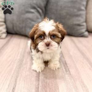 Callie, Shih Tzu Puppy