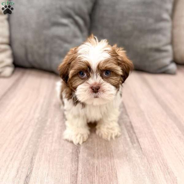 Callie, Shih Tzu Puppy