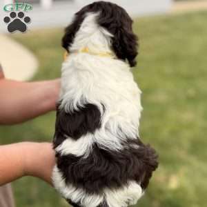 Bentley, Cockapoo Puppy