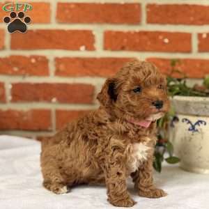 Sage, Miniature Poodle Puppy