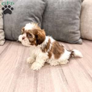 Callie, Shih Tzu Puppy