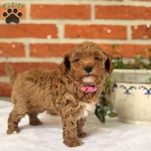 Sage, Miniature Poodle Puppy
