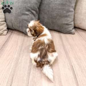 Callie, Shih Tzu Puppy