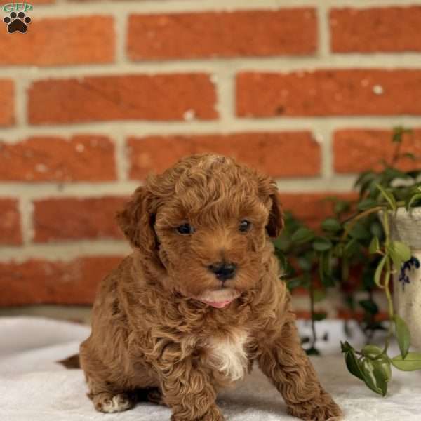 Sage, Miniature Poodle Puppy
