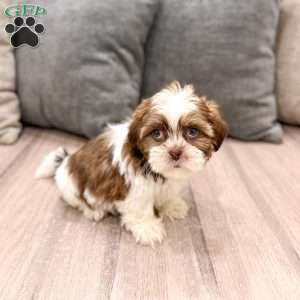 Callie, Shih Tzu Puppy
