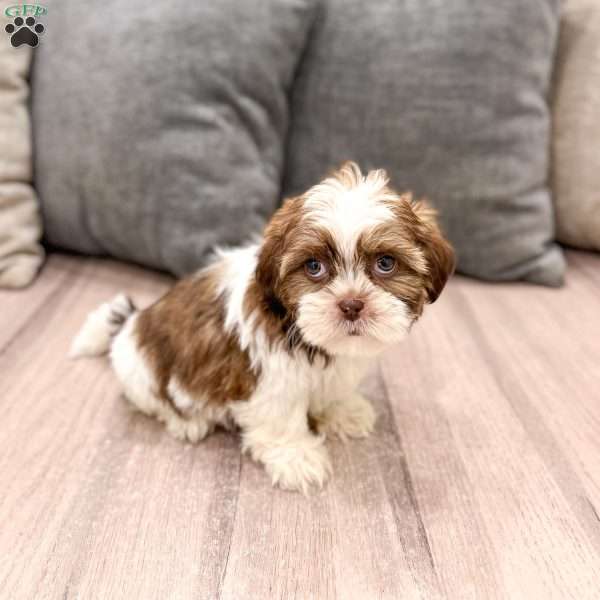 Callie, Shih Tzu Puppy