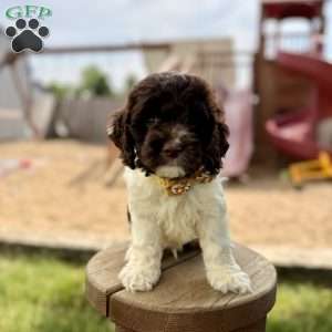 Bentley, Cockapoo Puppy
