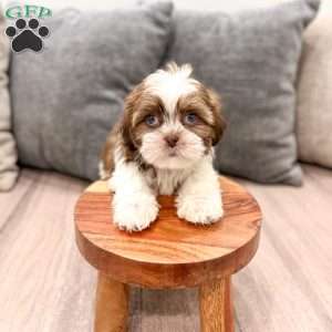 Callie, Shih Tzu Puppy