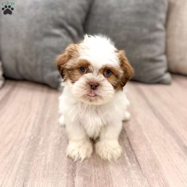 Camp, Shih Tzu Puppy