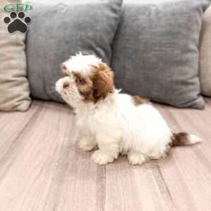 Camp, Shih Tzu Puppy