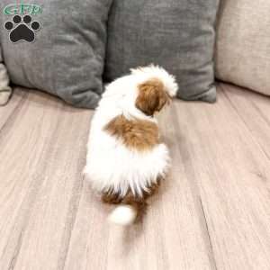 Camp, Shih Tzu Puppy