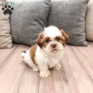 Camp, Shih Tzu Puppy