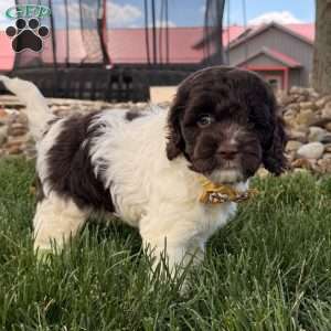 Bentley, Cockapoo Puppy