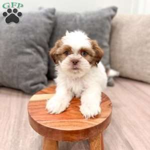 Camp, Shih Tzu Puppy