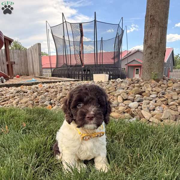 Bentley, Cockapoo Puppy