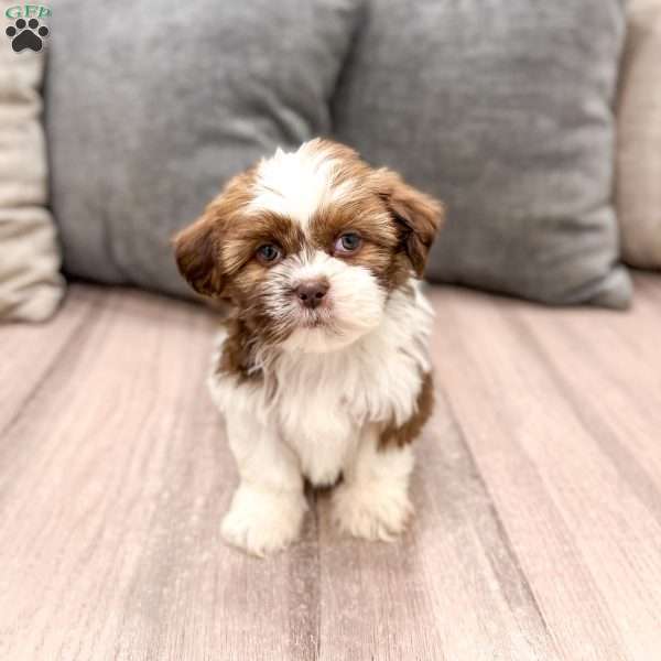 Cleo, Shih Tzu Puppy
