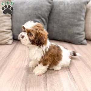Cleo, Shih Tzu Puppy