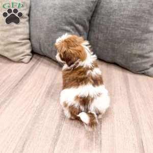 Cleo, Shih Tzu Puppy