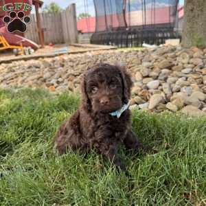 Baxter, Cockapoo Puppy