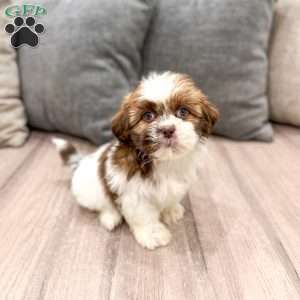 Cleo, Shih Tzu Puppy